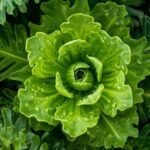 Pravi Celer: The Green Wonder You Shouldn’t Ignore